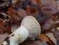 Óriás tölcsérgomba (Infundibulicybe geotropa), Budai-hegység